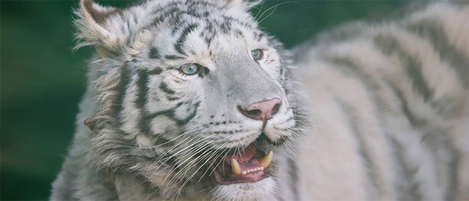 Gaziantep Hayvanat Bahçesi'nde 6 milyon ziyaretçi hedefi