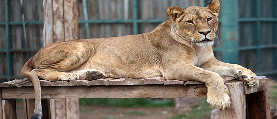 Kayseri'deki hayvanat bahçesi bir yılda 450 bin kişiyi ağırladı