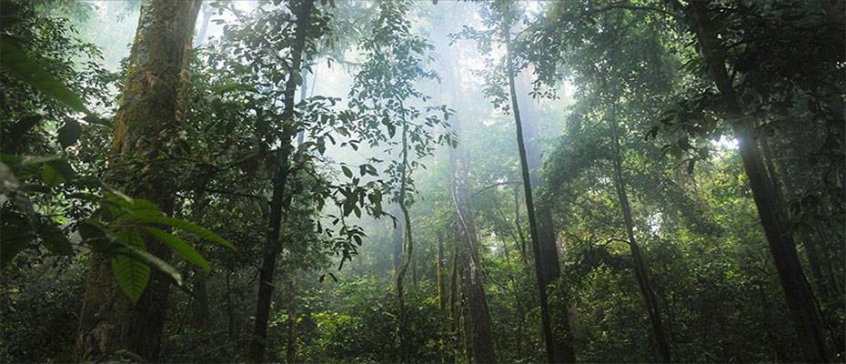 Amazon ormanlarında bitki örtüsüyle kaplanmış devasa antik kent bulundu