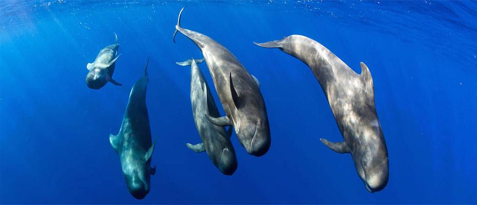 Zum Welttag des Wals: Auf den Kanaren gehen Tierschutz und Tourismus Hand in Hand