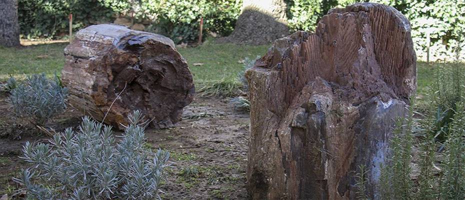 Uşak'ta 10 ila 16 milyon yıllık olduğu belirlenen 2 ağaç fosili bulundu