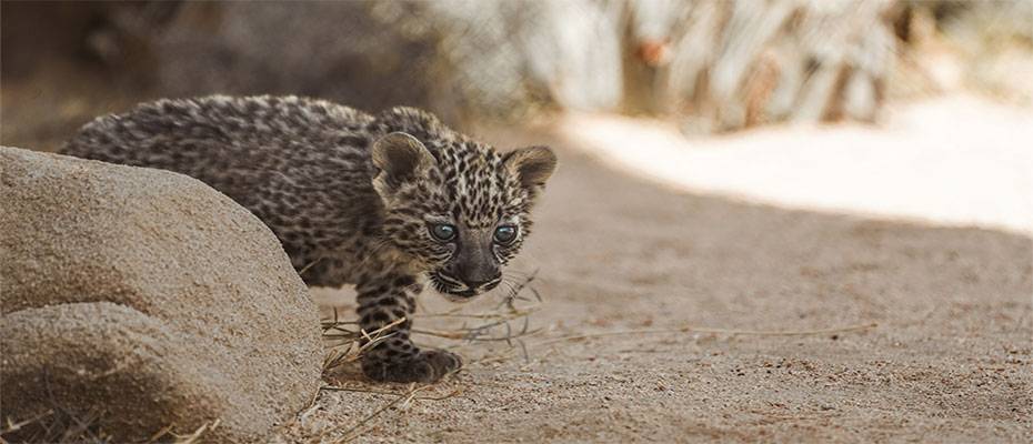 Royal Commission for AlUla celebrates International Day of the Arabian Leopard 