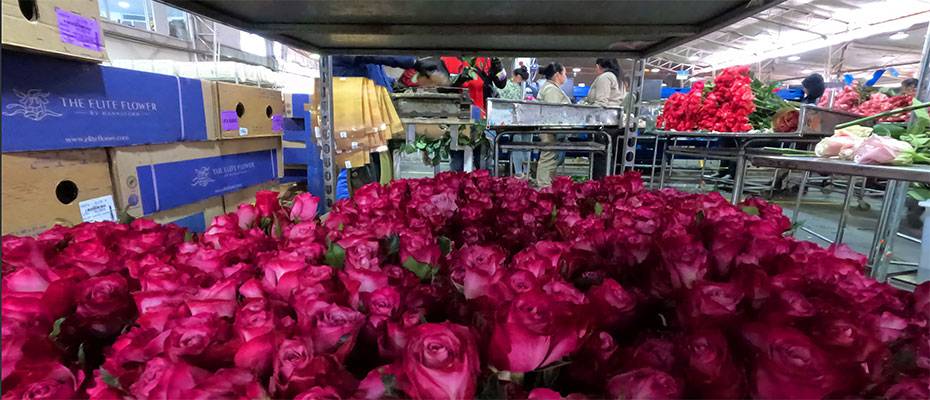 LATAM Airlines Group transportiert fast 25 000 Tonnen Blumen zum Valentinstag