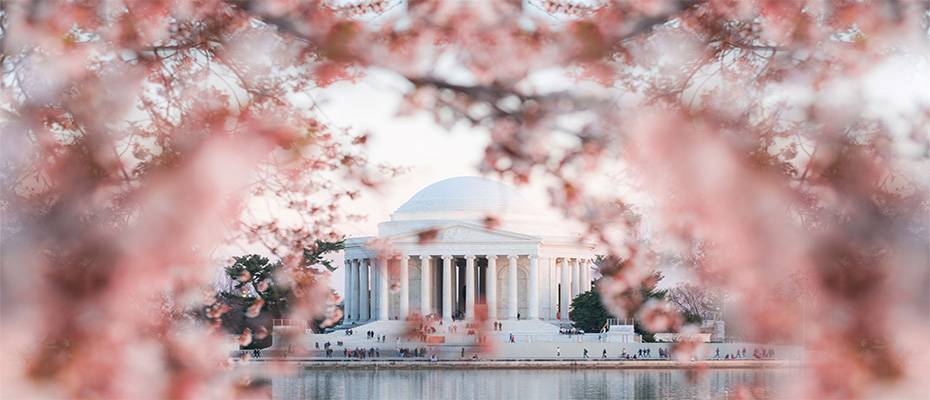 Ein Meer aus Millionen rosa-weißen Blüten: Die Hauptstadtregion der USA feiert den Frühling