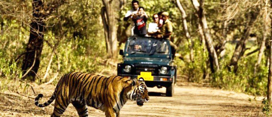 Верховный суд Индии запретил сафари на тигров в парке Джима Корбетта