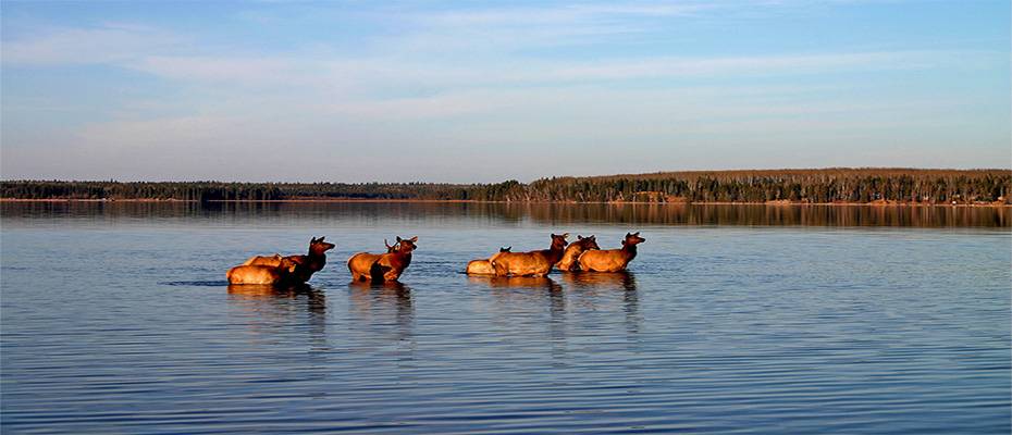 Tierische Fotomotive in Saskatchewans Prince Albert National Park