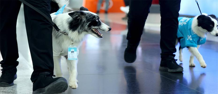 Therapy dogs begin to work at Istanbul Airport