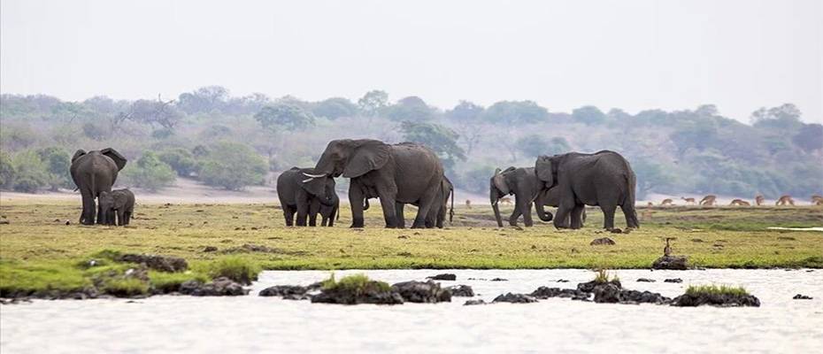 Botsvana, Almanya'yı 20 bin fil göndermekle tehdit etti