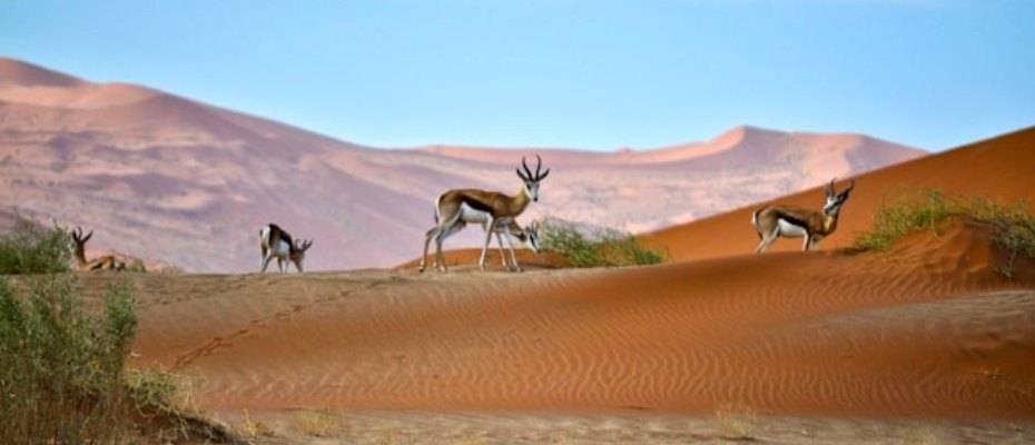 Намибия развивает круизный туризм с помощью виз по прибытии