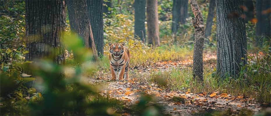 Tiger beobachten in Nepal