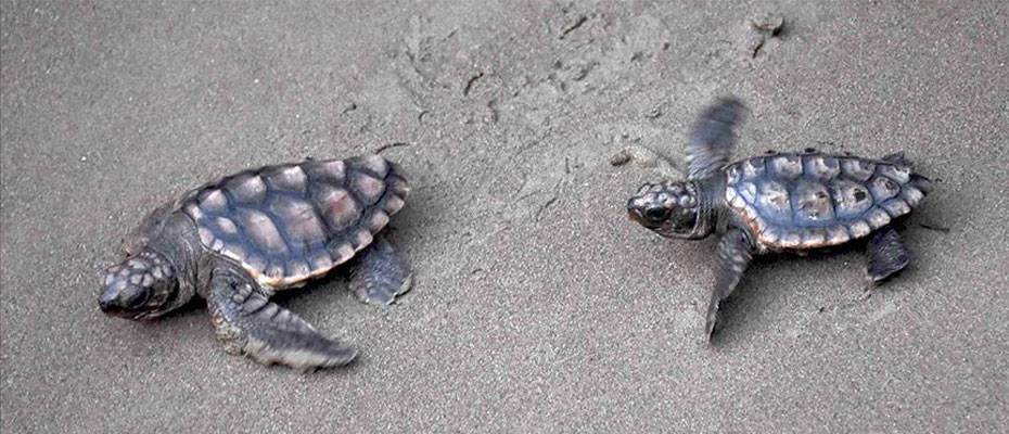 Antalya'nın Çıralı sahilinde caretta carettalar yumurta bırakmaya başladı