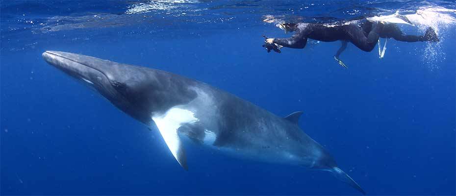 Schwimmen mit Zwergwalen, Buckelwale und Mantarochen hautnah