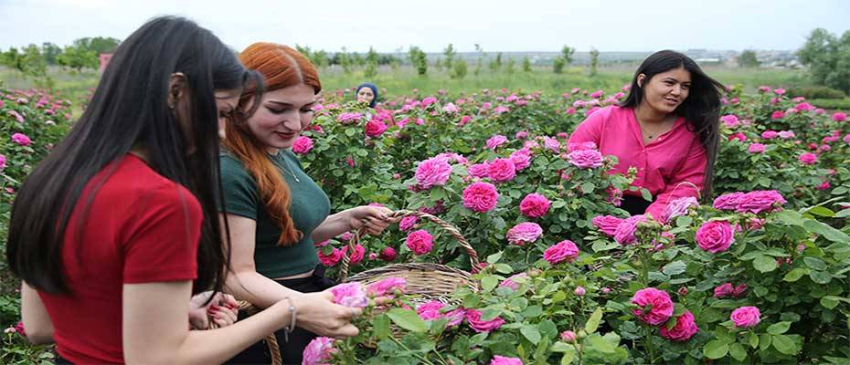 Osmanlı'nın gül bahçesi Edirne'de yine her yerde güller açacak