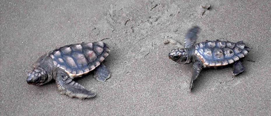 New TUI Turtle Aid projects launched in Cape Verde, Kenya, Turkey and Greece