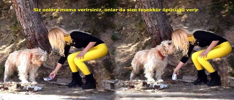 6 Milyon´dan fazla Sahipsiz Köpek Yasayla Katledilecek