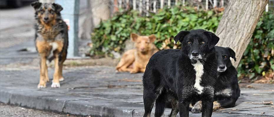 Türkiye'deki sahipsiz hayvan tartışması ve kuduz vakaları Avrupa'nın da radarında