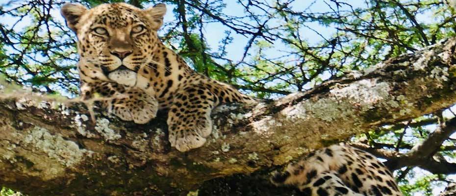 Botswana günstig und naturnah – die 3 besten Möglichkeiten