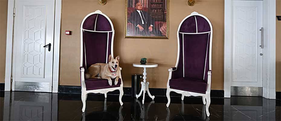 Beş yıldızlı otelde bakılan köpek Siri´yi çocuklara tanıtmak için boyama kitabı hazırlandı
