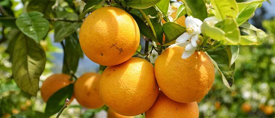 Sonniges Dankeschön – alltours schickt Orangen an Reisebüros - Lesen Sie die Nachrichten