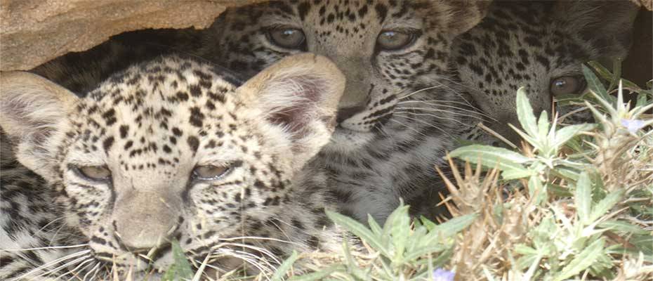 Wunder im Wüstensand – Leoparden-Drillinge erblicken in AlUla das Licht der Welt
