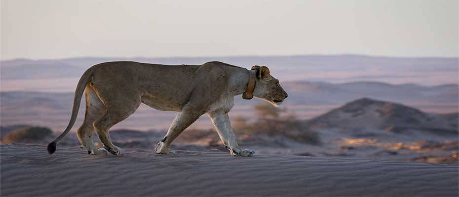 Wilderness Trust: 100.000 USD dotierte Impact Challenge zur Förderung von Naturschutzmaßnahmen - Lesen Sie die Nachrichten