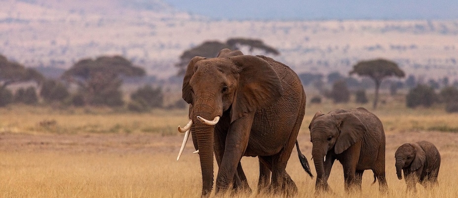 Kenia als Flugsafari