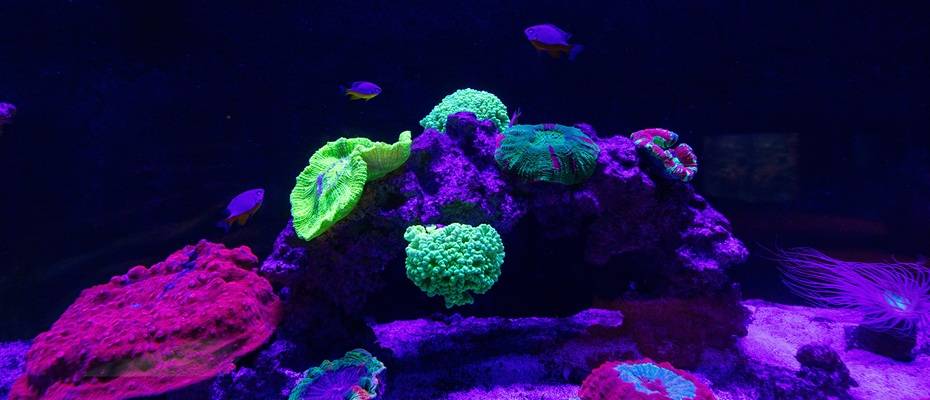 Aquarienrundgang im Stralsunder MEERESMUSEUM eröffnet