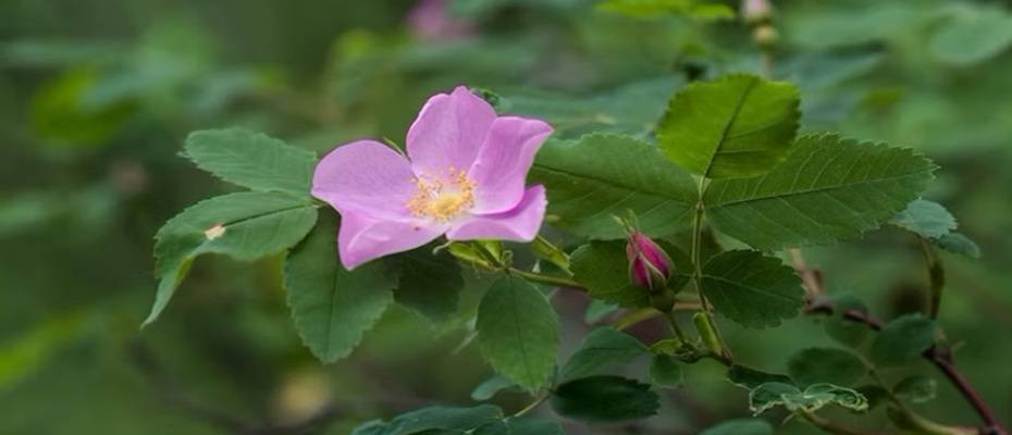 Kanadas geheimnisvoller Garten: Wildblumen und Heilpflanzen in den Northwest Territories