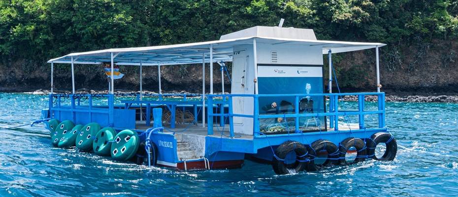 TUI Care Foundation startet großangelegte Meeresschutzprojekte auf Aruba und Bali
