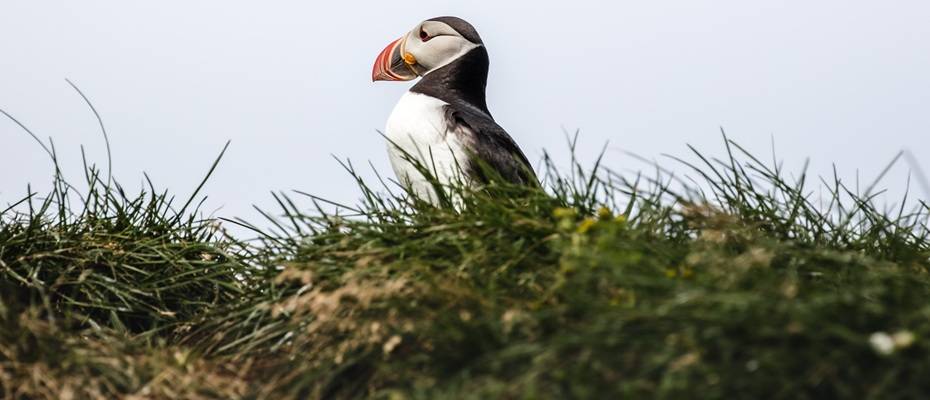 11 überraschende Fakten über Island – das Land aus Feuer, Eis und Geschichten
