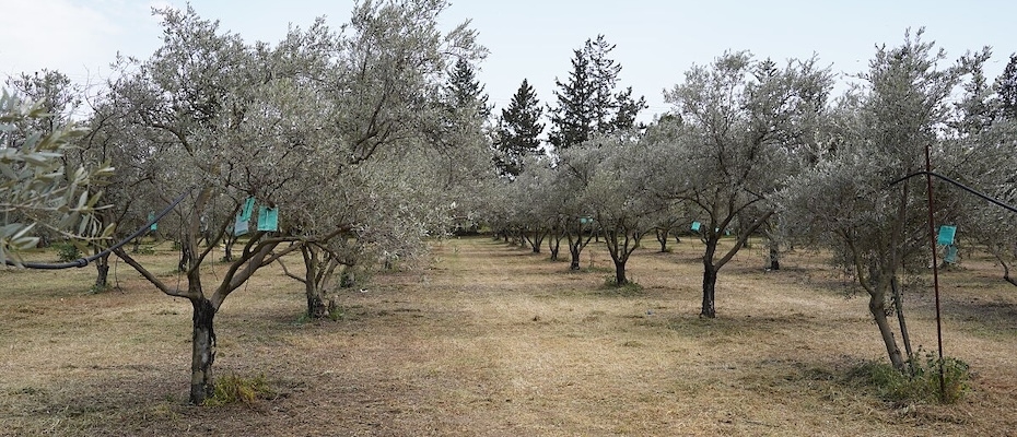 Neue TUI Field to Fork Programme in Zypern und Portugal