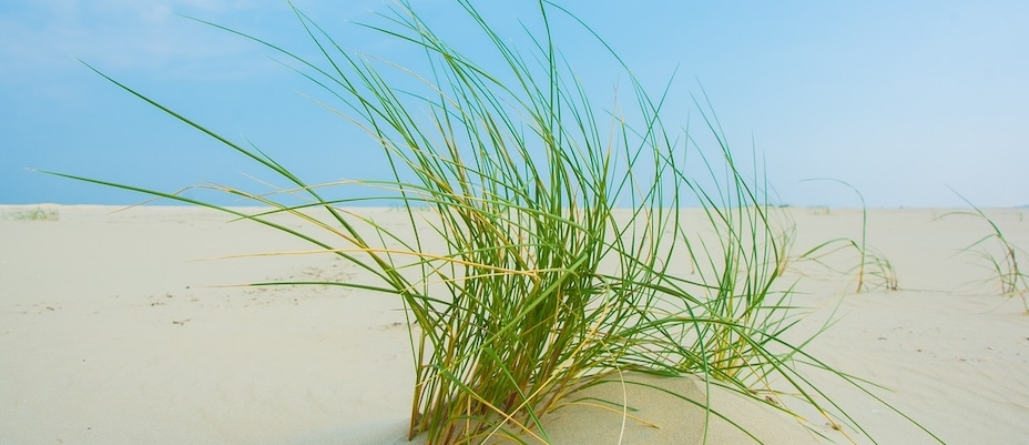 Deutsche Umwelthilfe deckt Pläne zu Gasbohrungen vor Borkum auf