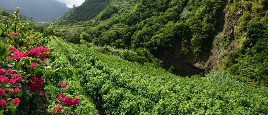 Junge Winzer, alte Reben: Madeira entdeckt seinen Wein neu