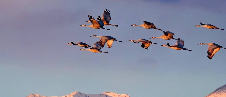 Das große Krabbeln – Spannende Tiermigrationen in Colorado