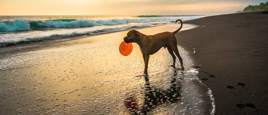 Mit Hund in die Ferien: So gelingt der Urlaub mit Vierbeinern - Lesen Sie die Nachrichten