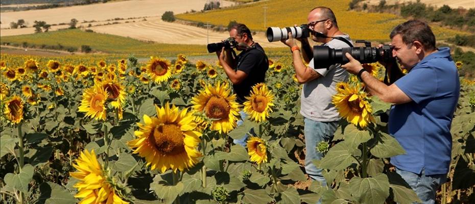 Tekirdağ’daki ayçiçeği tarlaları fotoğraf tutkunlarını ağırlıyor - Haberi Oku