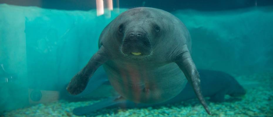 Drei neue Manatees ziehen ins Rehazentrum der Bradenton Gulf Islands ein - Lesen Sie die Nachrichten
