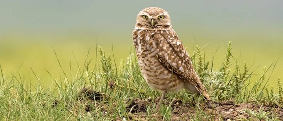 Saskatchewans bunte Vogelwelt - Lesen Sie die Nachrichten