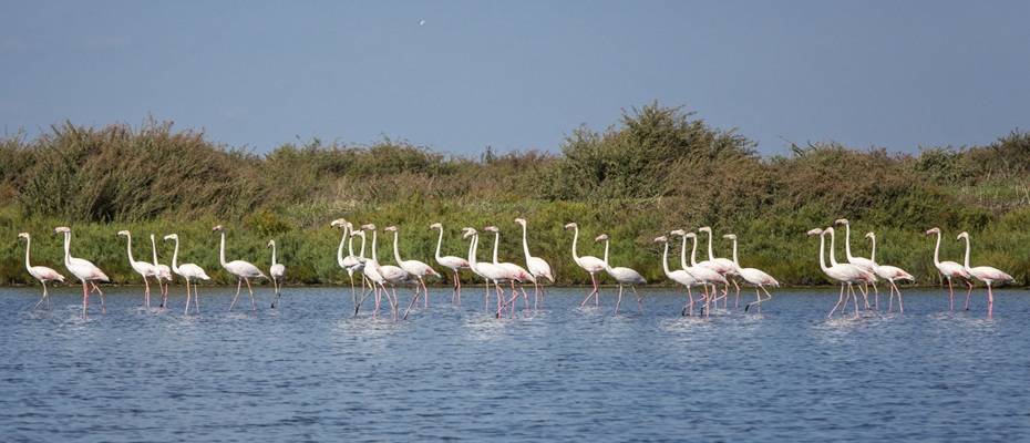 Lissabon im Herbst erleben: Naturparadiese, Vogelzug und wilde Atlantikküste - Lesen Sie die Nachrichten