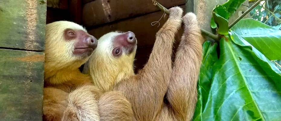 Freiwilligenarbeit mit Rainbow Garden Village in Costa Rica: Einblick in eine Tierauffangstation - Lesen Sie die Nachrichten