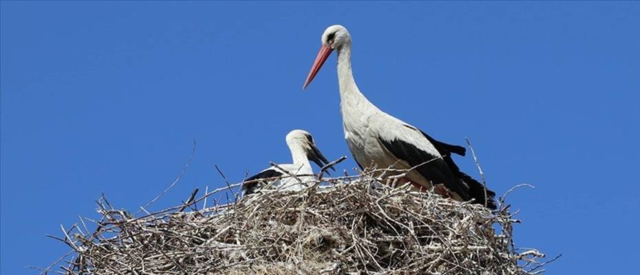 Amasya’nın ‘Leylekli Köyü’ bu yıl da özel misafirlerini ağırlıyor - Lesen Sie die Nachrichten?>