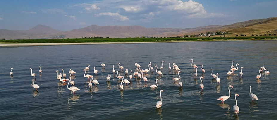 Flamingolar, Van Gölü'ne renk katıyor