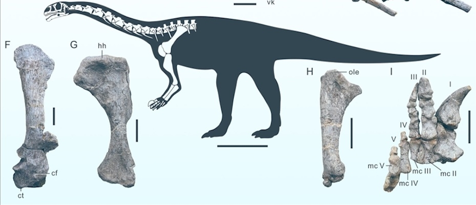 Çin'de yeni bir dinozor türüne ait fosil bulundu - Lesen Sie die Nachrichten?>