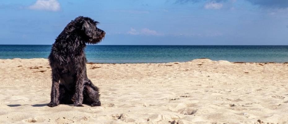 Kanarya Adası: Mogán, köpekleriyle seyahat eden 73 milyon Avrupalı aileyi çekmek istiyor - Lesen Sie die Nachrichten?>