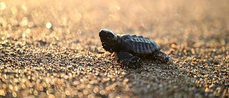 Caretta-Caretta-Schildkröten erreichen das Meer in Antalya - Lesen Sie die Nachrichten