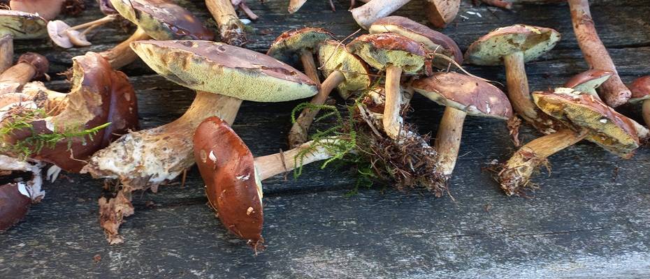 Pilzwanderungen im Ahlenmoor: Intensivseminar mit Dr. Peter Krahl im Oktober - Lesen Sie die Nachrichten