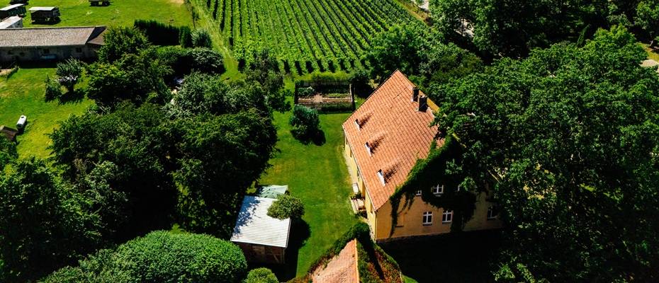 Wein aus Welzin: Usedomer Naturwein geht in die dritte Ernte - Lesen Sie die Nachrichten