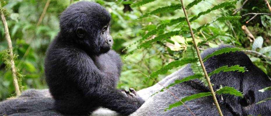 Technologie für den Schutz der Gorillas in Ruanda - Lesen Sie die Nachrichten