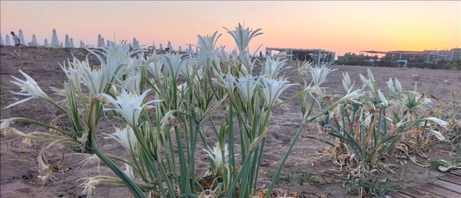Antalya sahillerinde kum zambakları açtı - Lesen Sie die Nachrichten?>