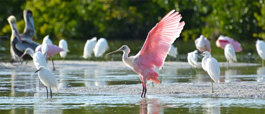 Fort Myers: Tierparadies und Naturerlebnis zugleich - Lesen Sie die Nachrichten